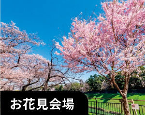 お花見会場